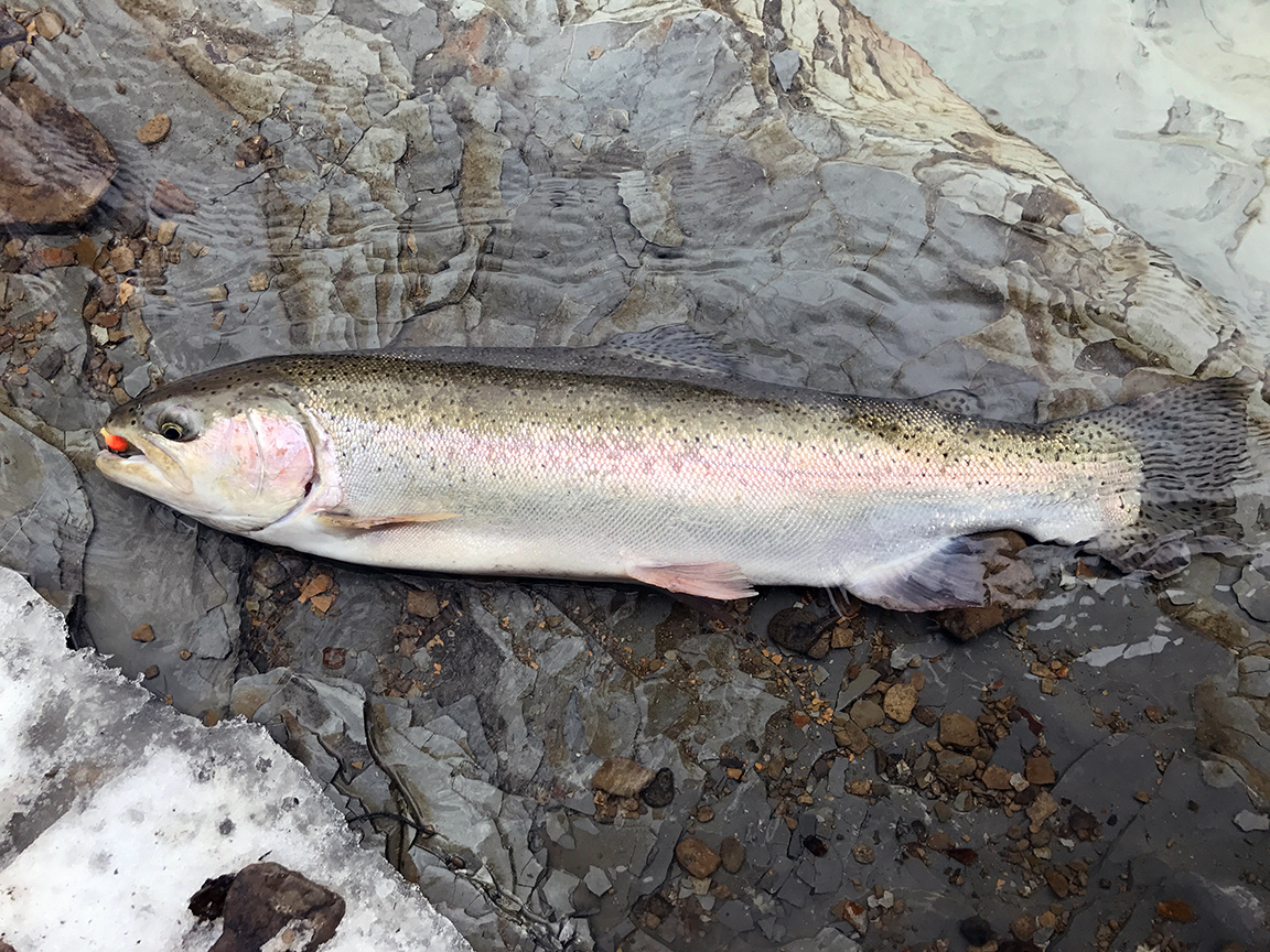 The beautiful hen I caught on Sunday morning using a weighted Y2K pattern.