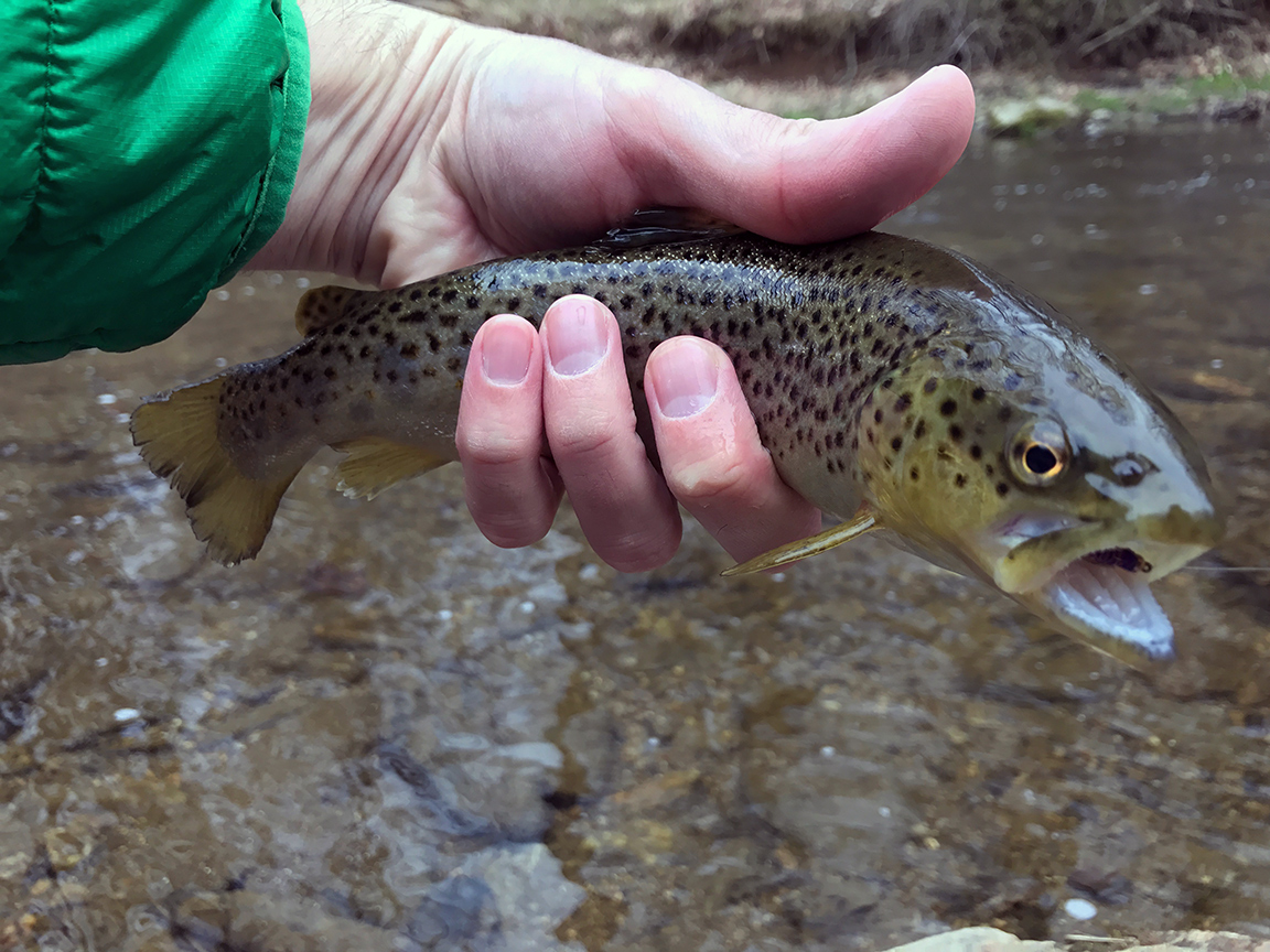 My first ever White Clay Creek trout.