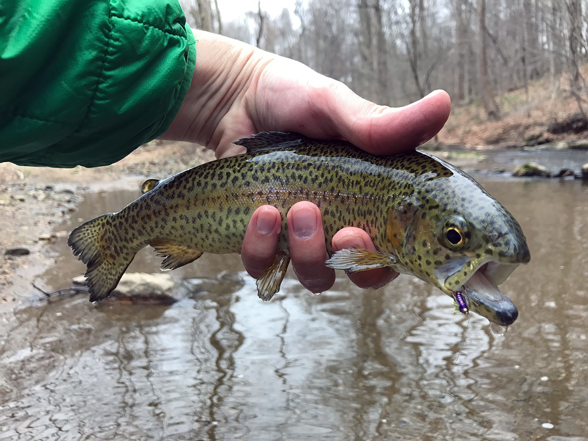 One of the rainbows I caught with my Psycho Prince Nymph hanging off of his lip.