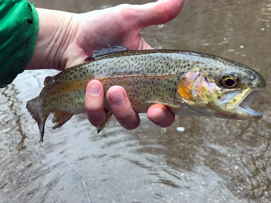 Another state stocked White Clay rainbow trout.