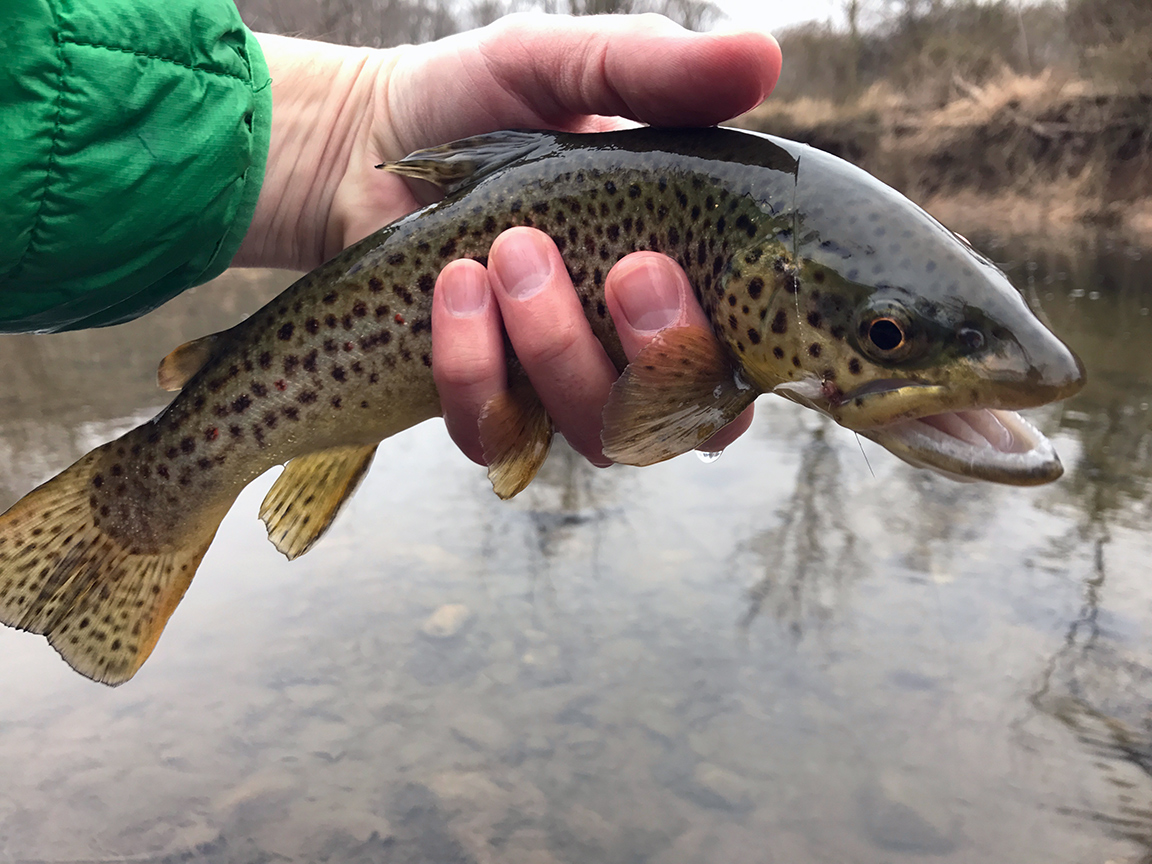 The first brown trout I caught on a CDC March Brown Mayfly pattern.