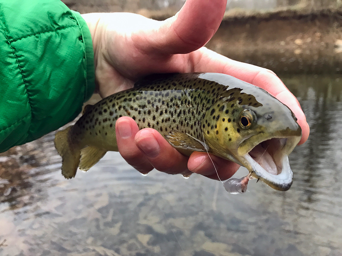 Brown trout on mayflies in March, awesome!