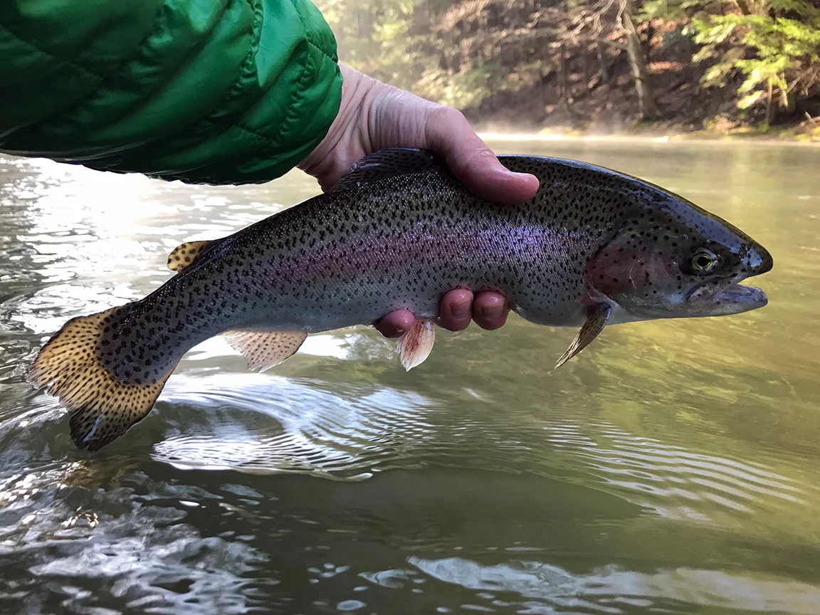 The second rainbow trout I caught on a Psycho Prince Nymph.