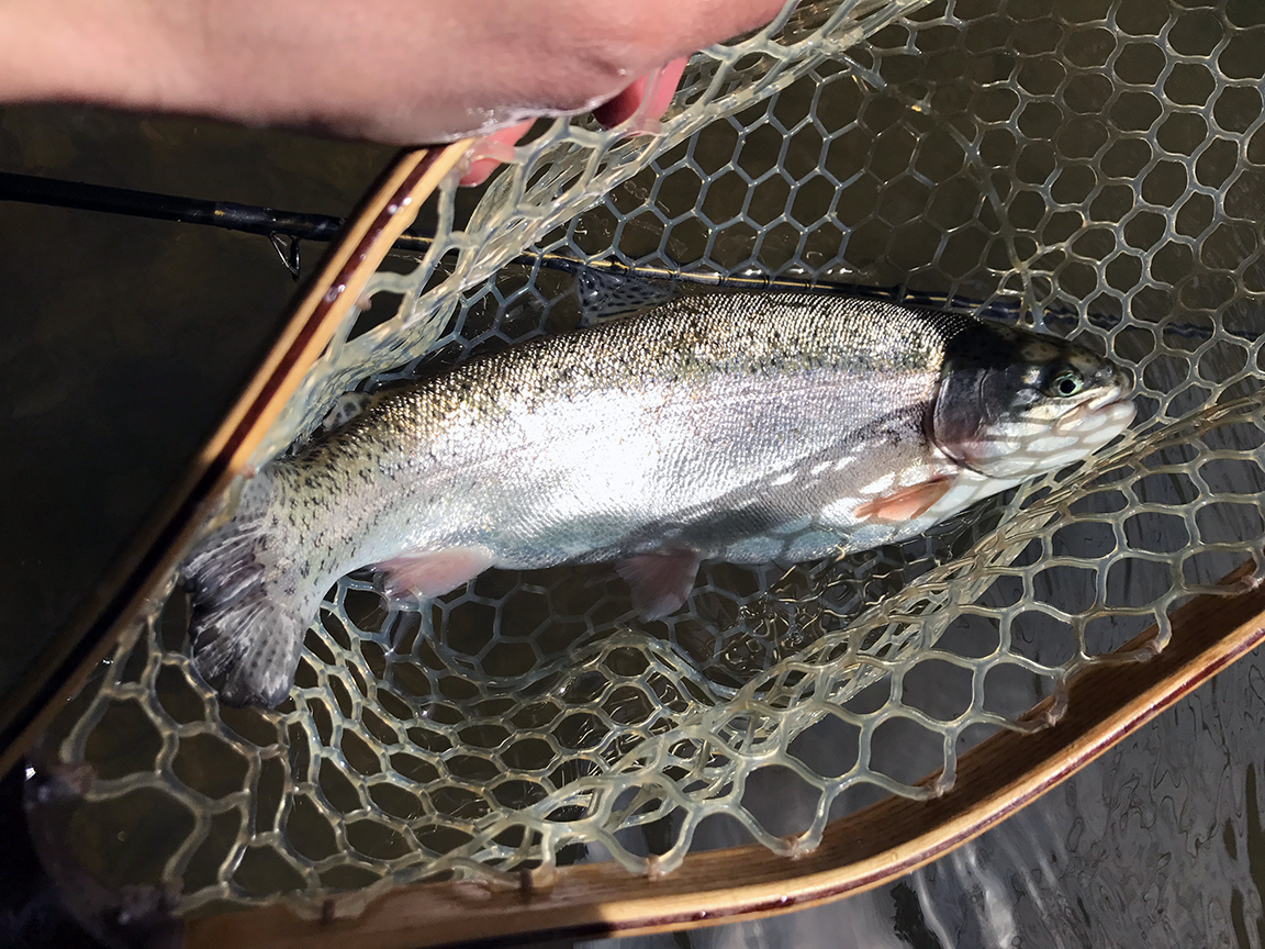 The last trout I landed on Sunday.