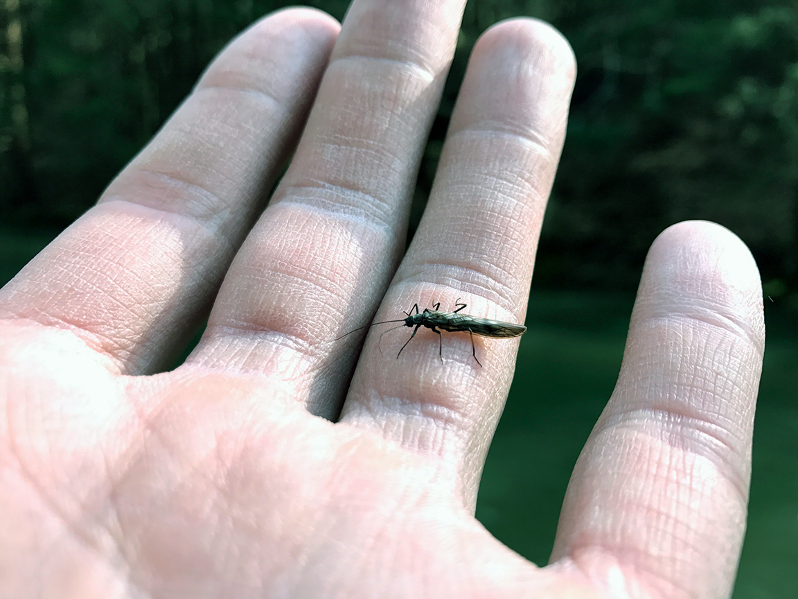 The stoneflies were hatching consistently in the afternoon sun.