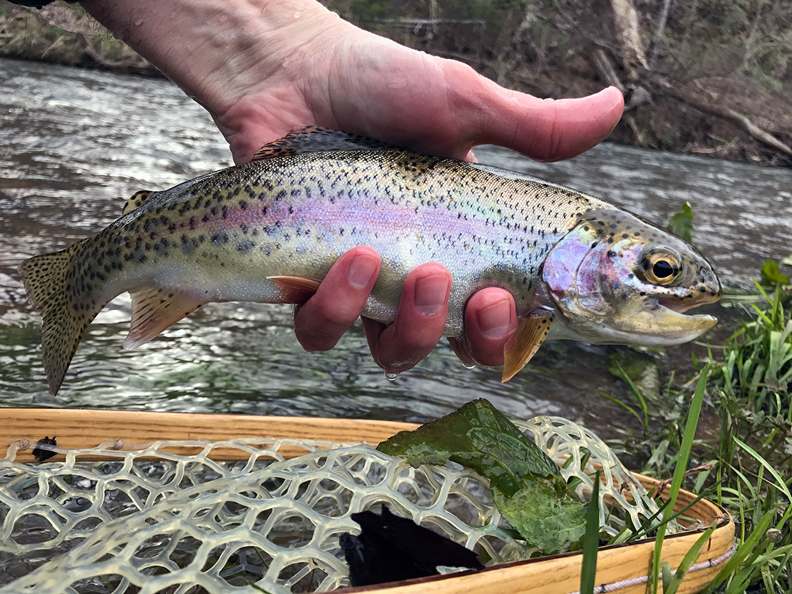 My first Cripple Creek trout. I believe this was a wild fish.