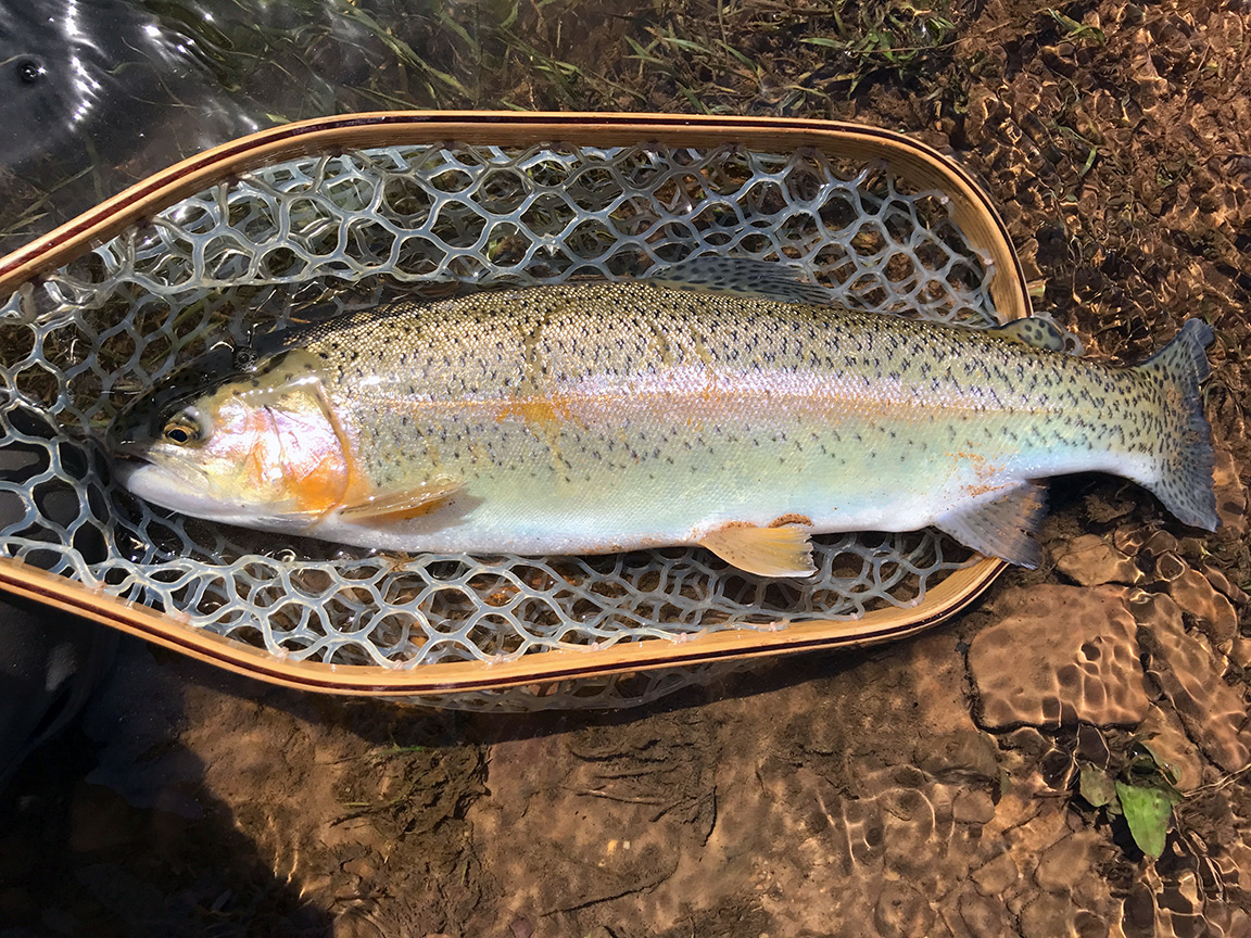 The first of several large rainbows I caught.