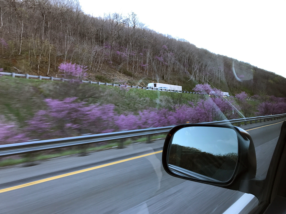 The Eastern Redbud trees in bloom along Rt. 81.