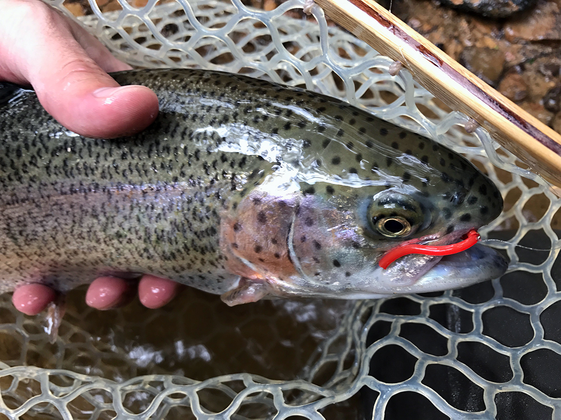 One of the beautiful rainbows I caught during the first hour of fishing.