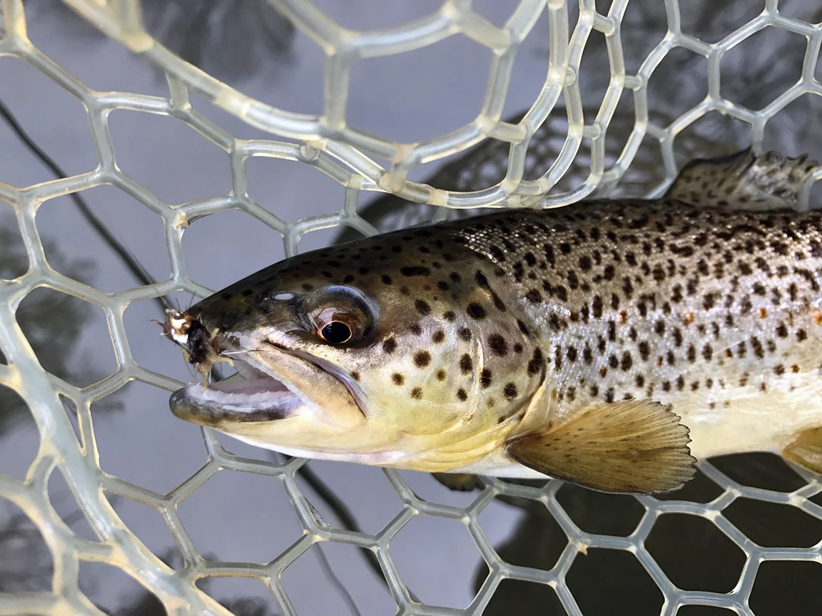 My first Wiconisco trout that took a Hares Ear Nymph.