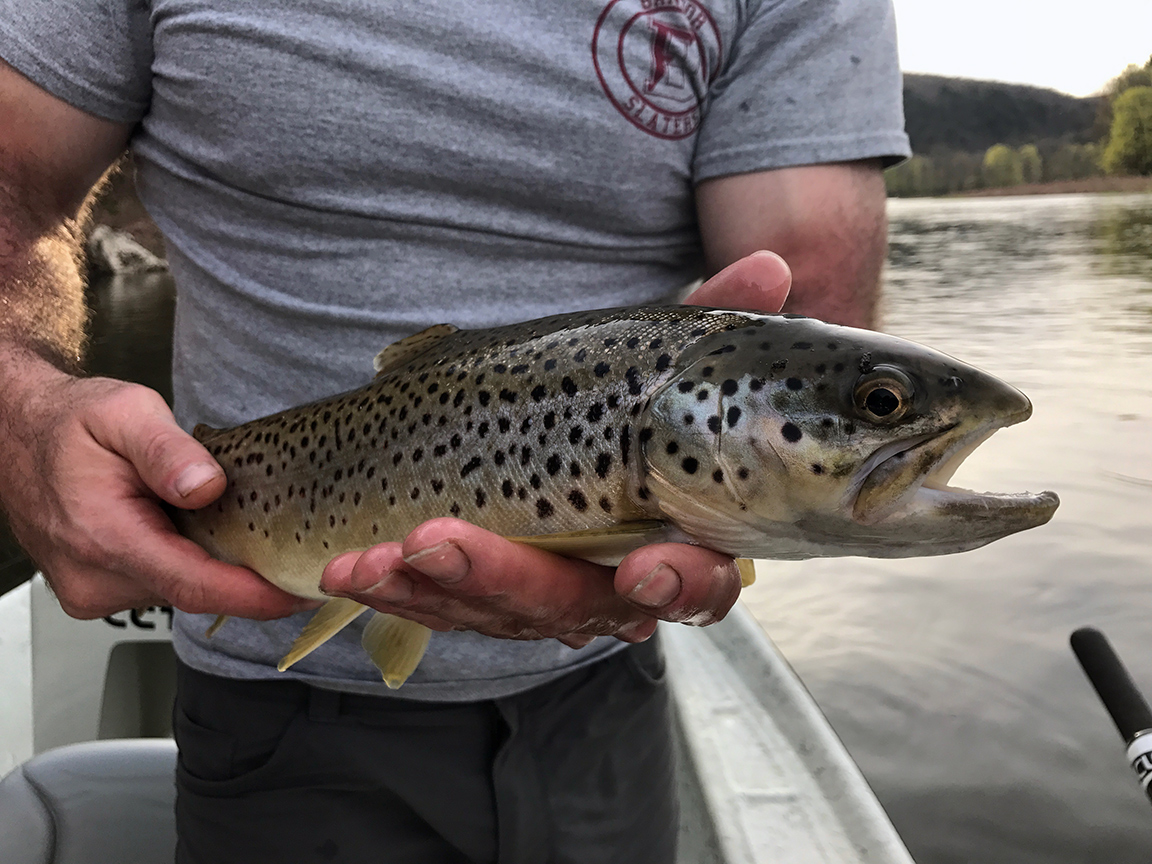 The beautiful wild brown trout Josh caught on the Delaware River.