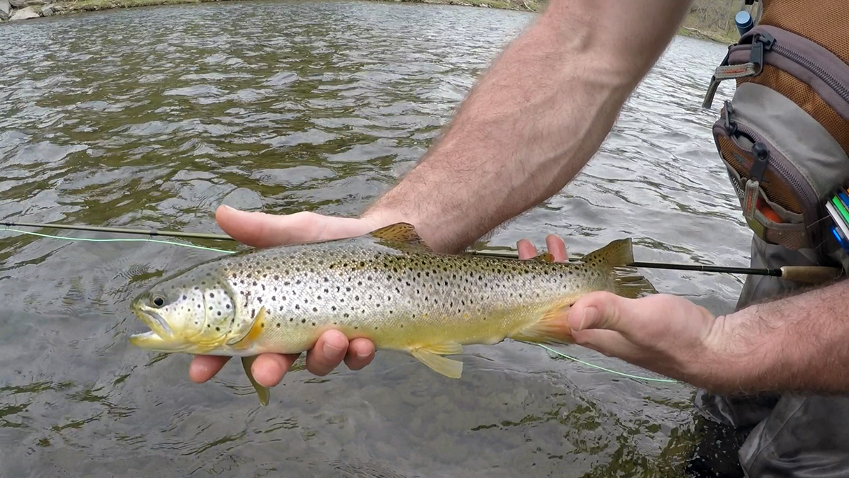 The wild brown trout Josh caught while nymphing in the morning.