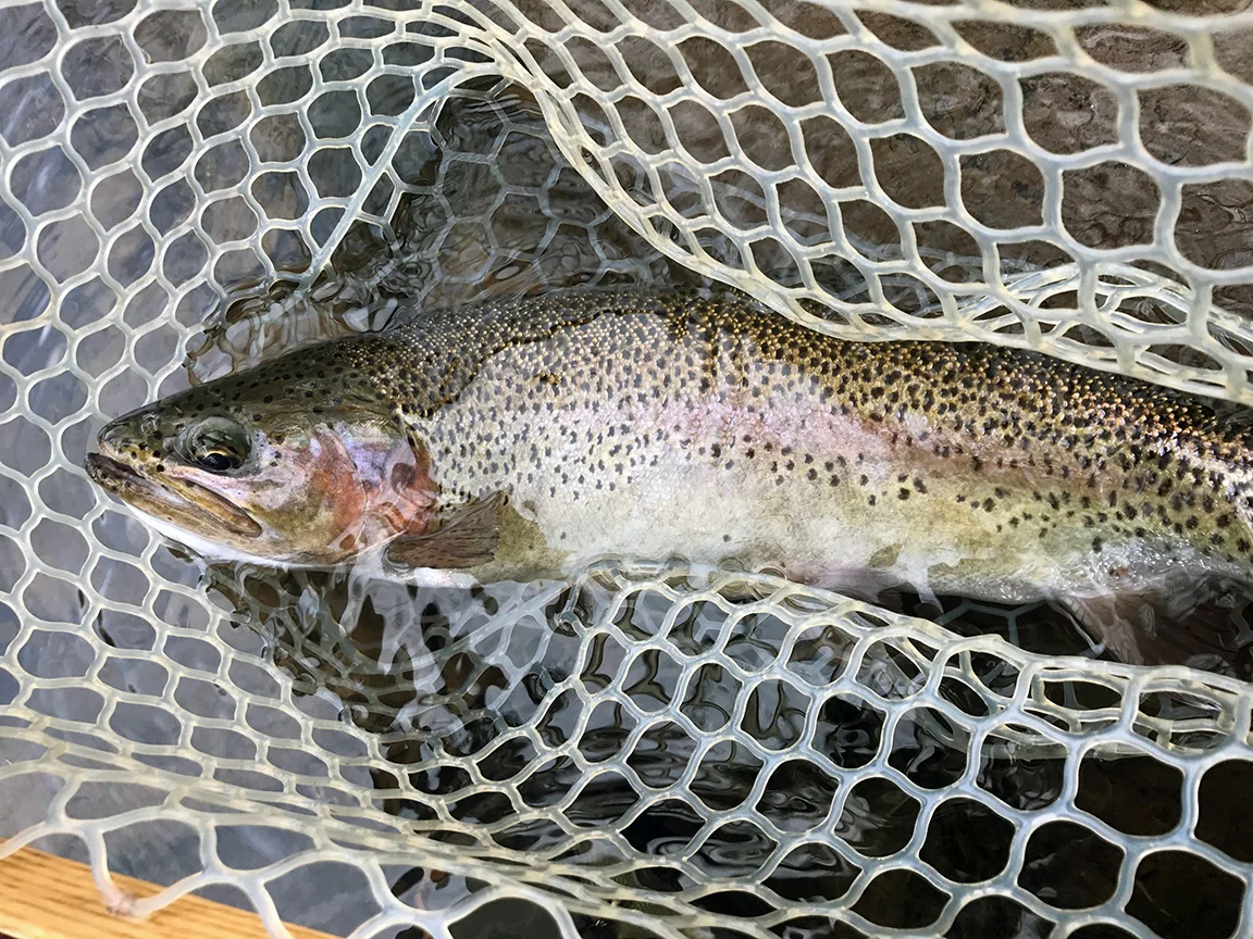 The colorful wild rainbow I caught on Saturday afternoon on the Beaverkill.