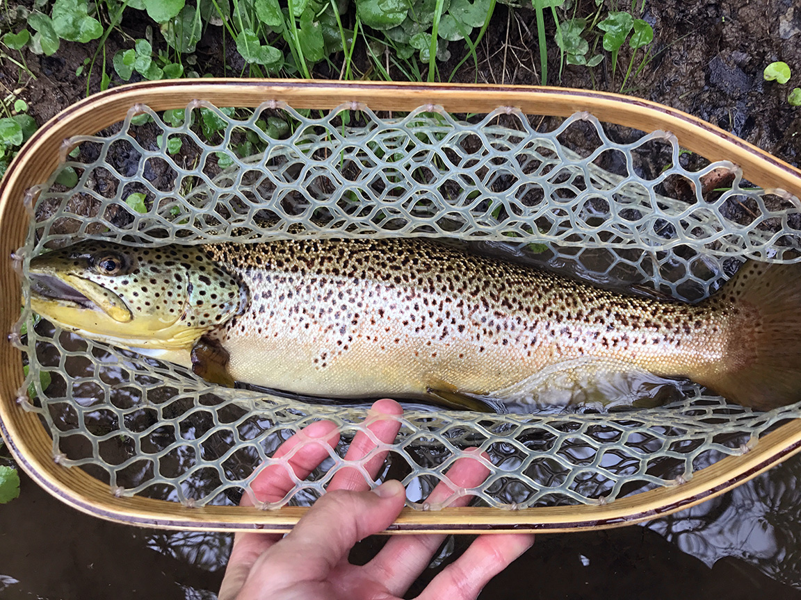 The first 20" brown trout I caught on the Tulpehocken.