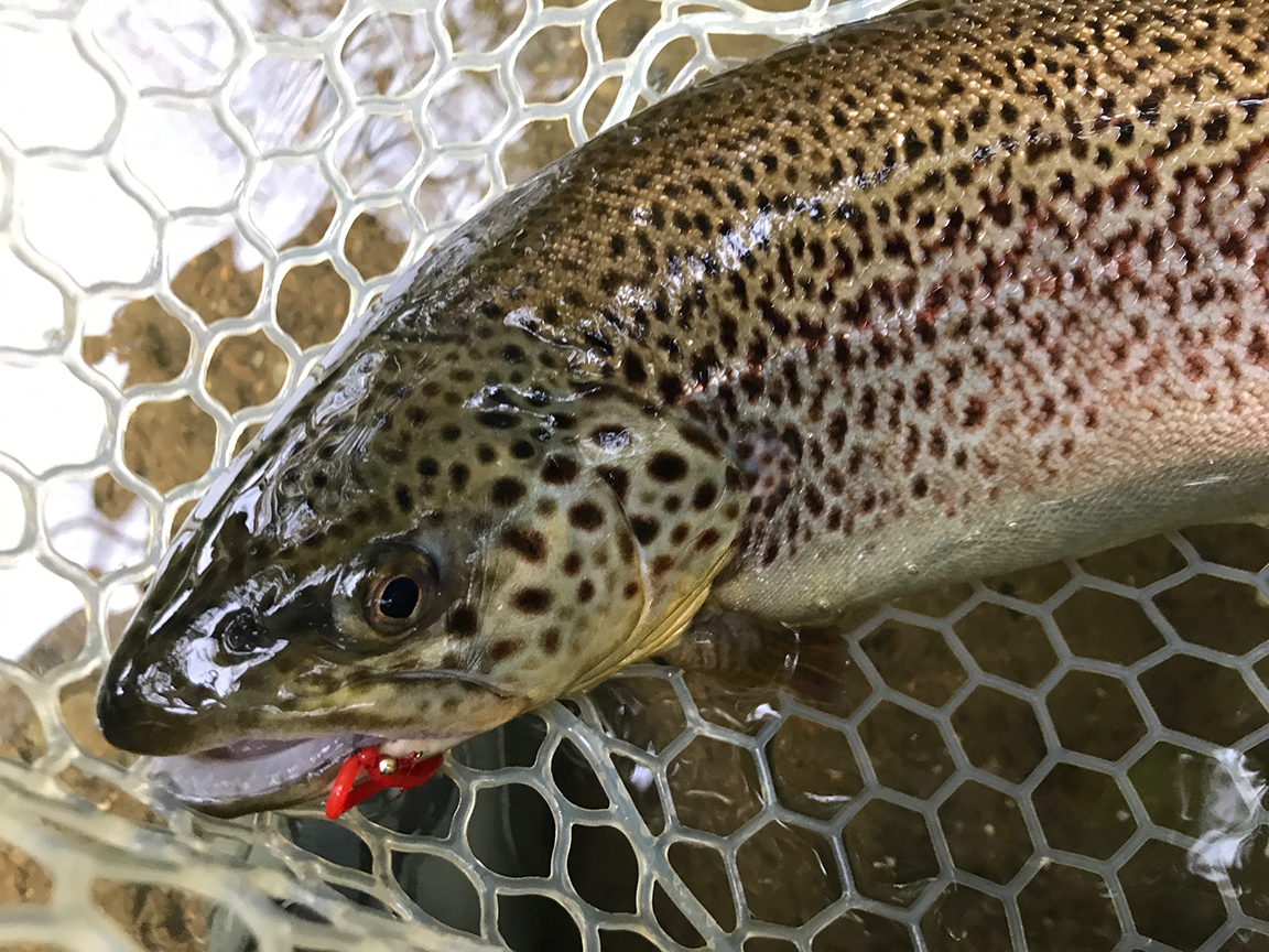The second 20" brownie I caught on Sunday.