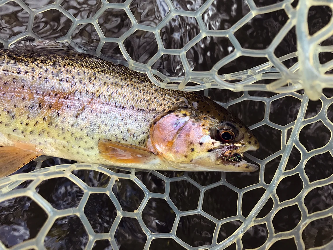 My first Neshannock Creek trout.