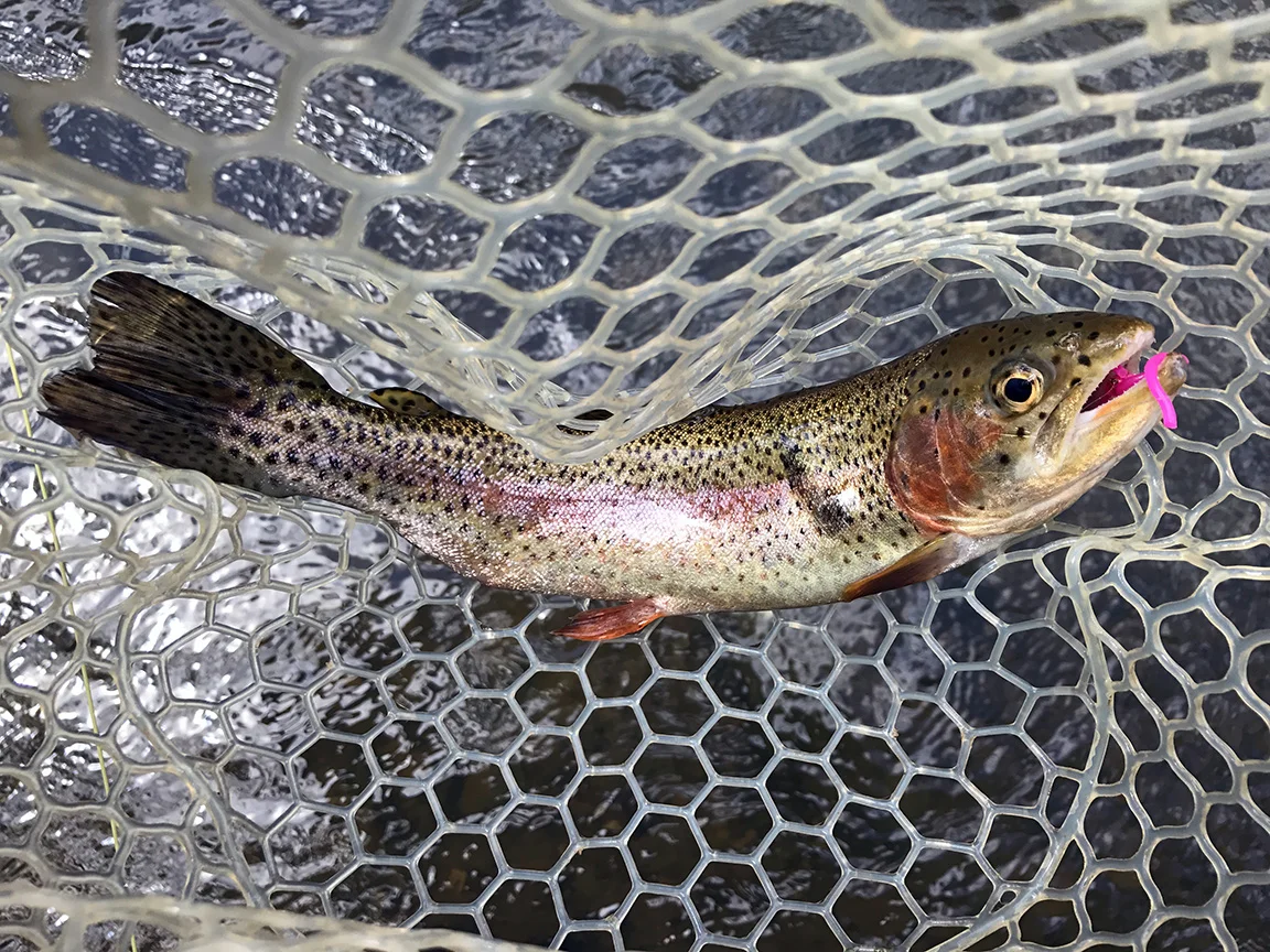 The first trout I caught on the Buffalo Creek. If you look close you'll see scars from a Blue Heron attack on this trout's back.
