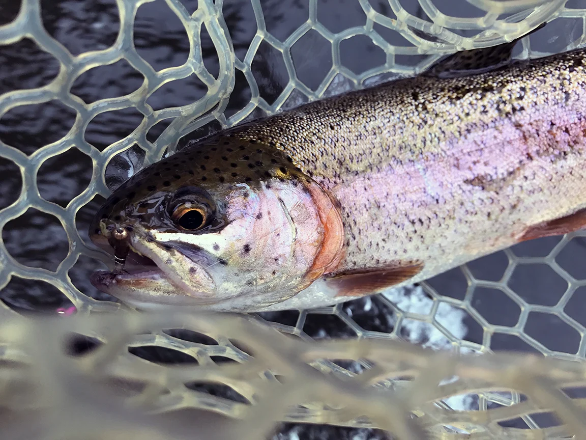 One of the many rainbow trout I caught at Black Walnut Bottom.