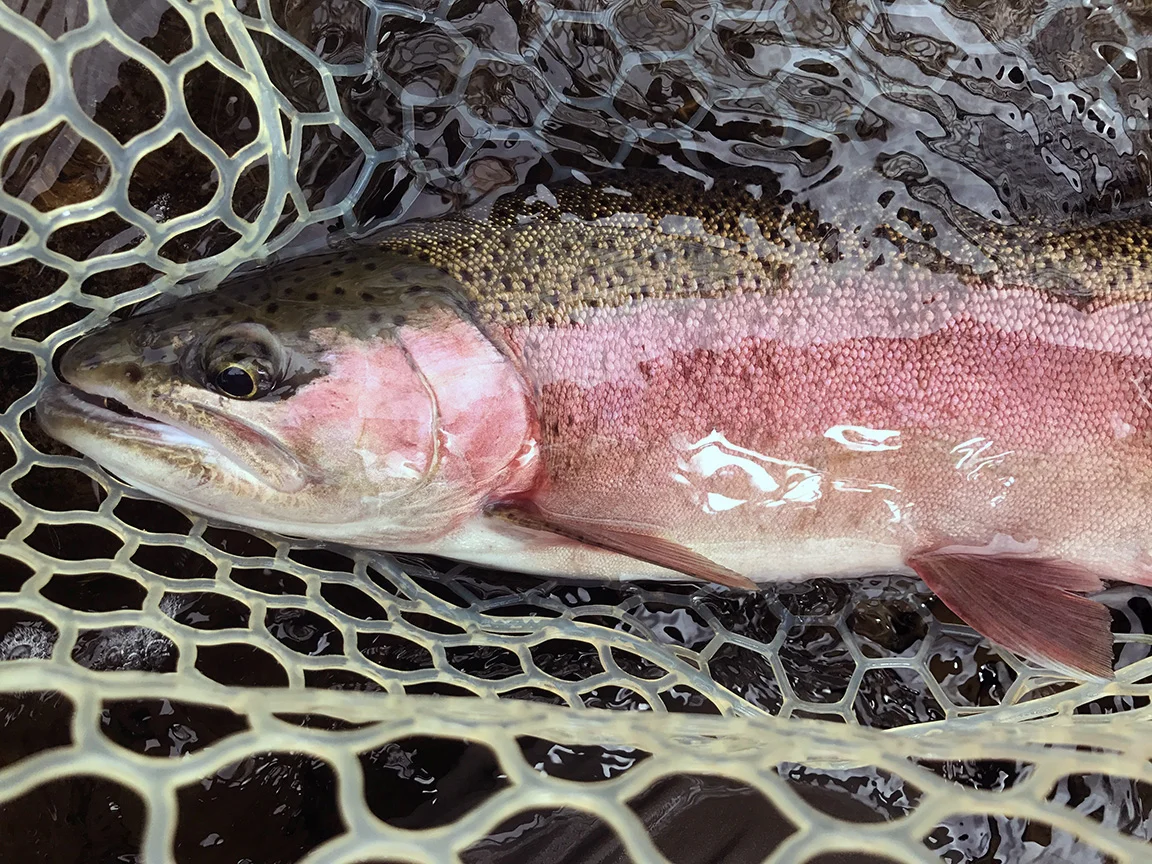 The rainbow trout I caught on the Tomb Flats that I believe was a Kamloops rainbow trout.