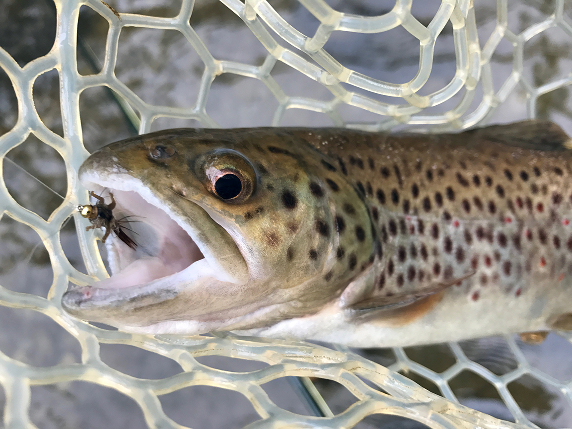 My first Ninemile Creek trout that took the Lively Legz Hare's Ear Nymph.