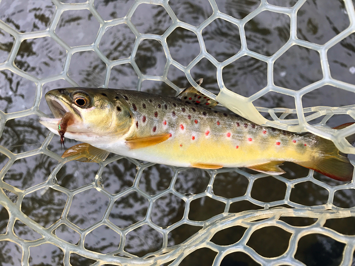 This brown trout has all the classic markings of a wild trout.