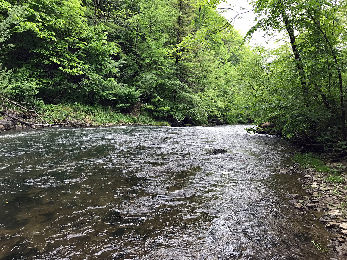 A beautiful riffle on Ninemile Creek.