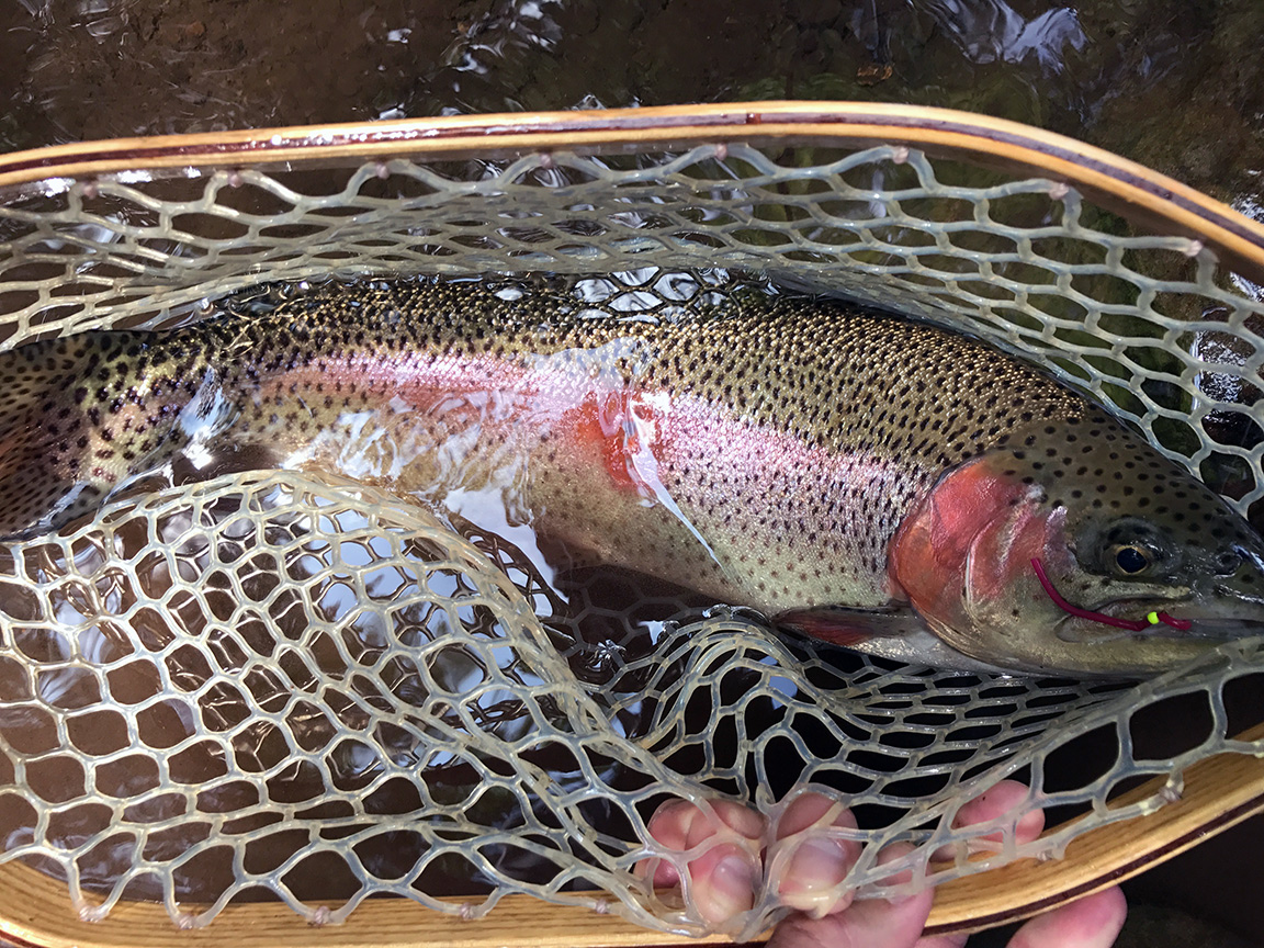 My first Harveys Creek rainbow trout was a brute.