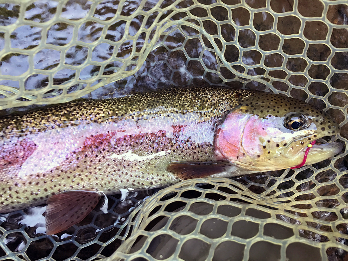 The 19" rainbow trout that I caught in the afternoon.