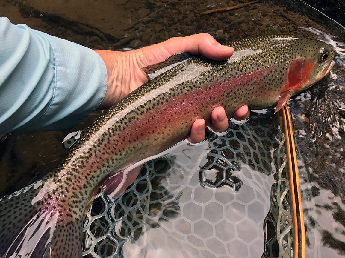 The incredible summer colors of a Harveys Creek rainbow trout.