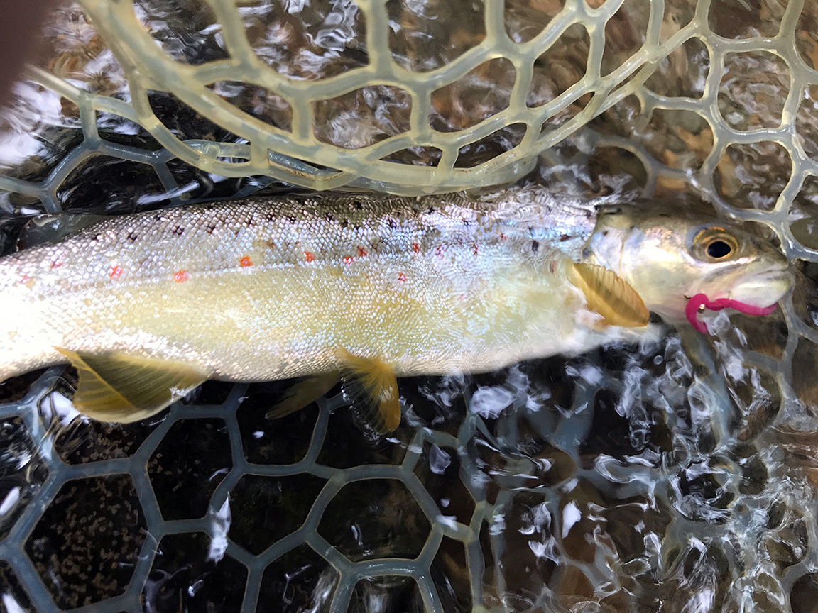 My first East Branch Codorus Creek brown trout.