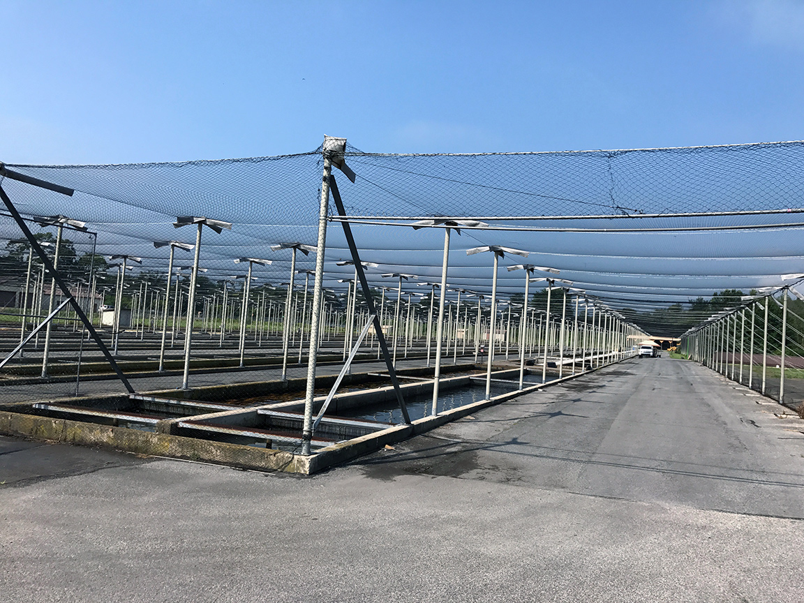 A view of the outdoor fish raceways at the Huntsdale State Fish Hatchery.
