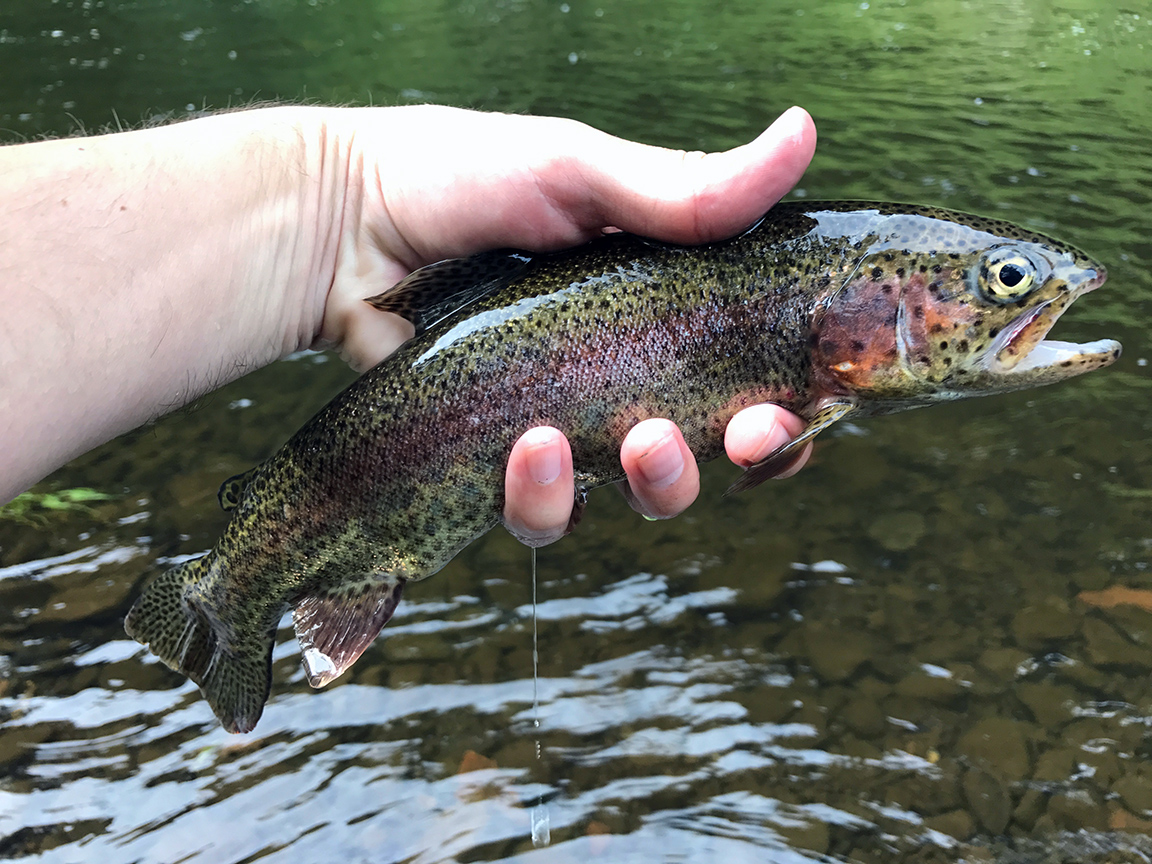 One of the rainbow trout I caught underneath cover on the creek bank.