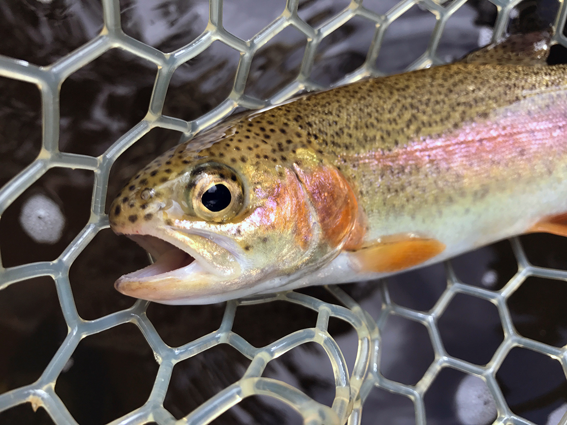 A small rainbow from the Tunkhannock, a very hardy fish!