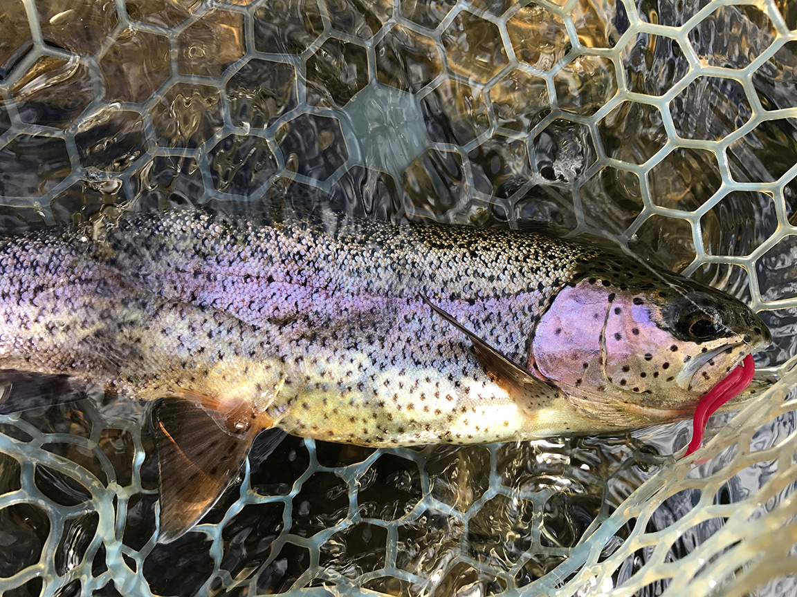 The beautiful rainbow trout I caught on the Pohopoco Creek.