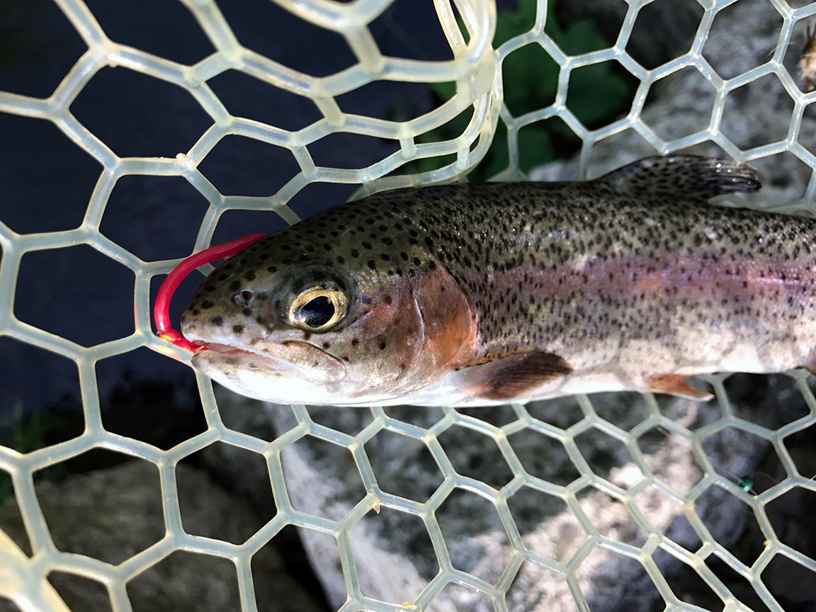 The rainbow trout I caught in the stained water of the Little Schuylkill River.