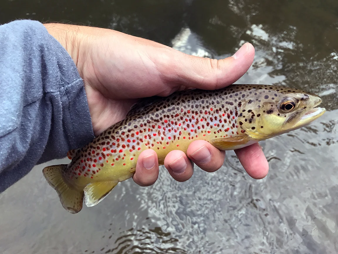 brown1.jpg