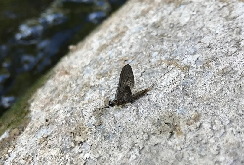 One of the mayflies I encountered on the Chittenango that I believe was a Slate Drake.