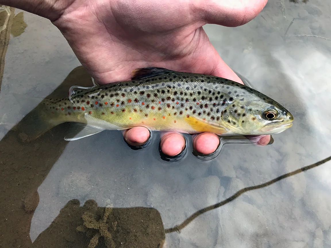 chittbrown3.jpg