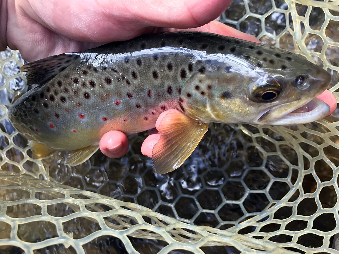 The colorful wild brown trout I landed in the riffle below the Mid-State Trail Bridge.