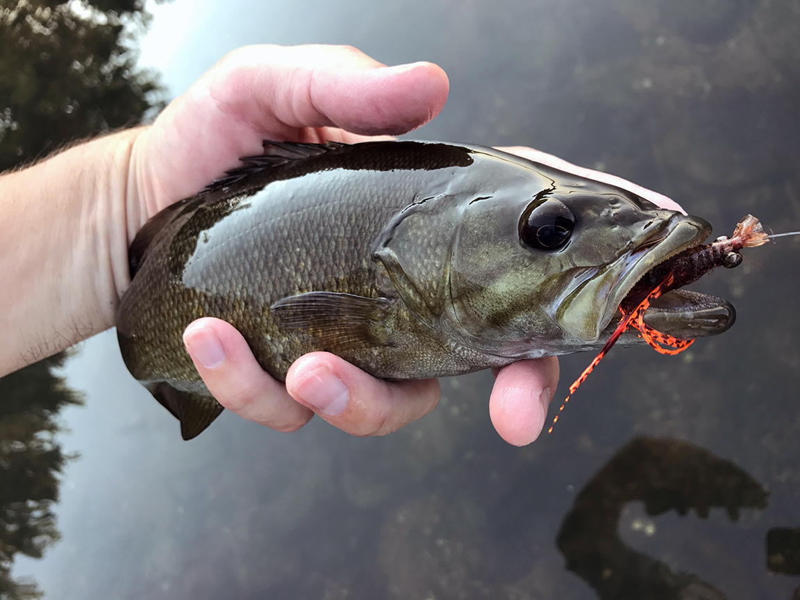 Fly Fishing For Brunner Island Smallies — Wooly Bugged