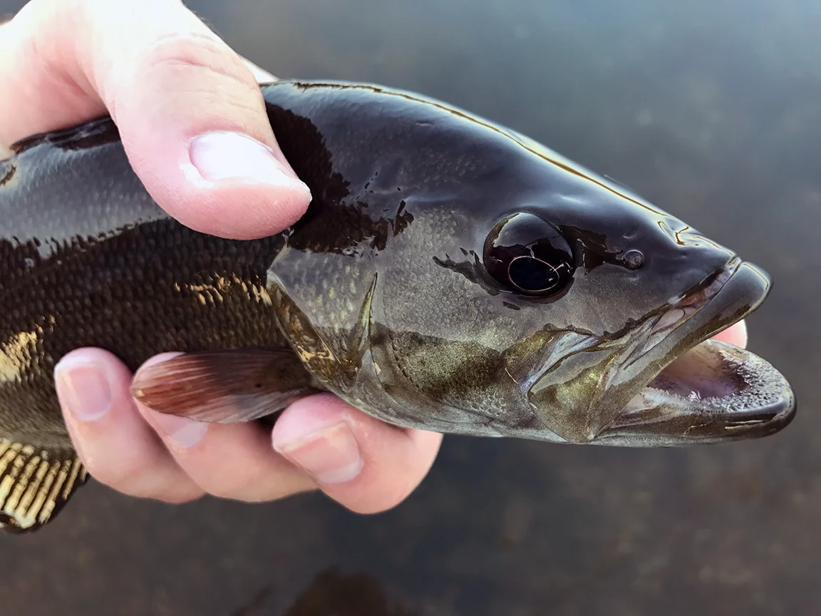 A Susquehanna River smallmouth bass with beautiful green colors.
