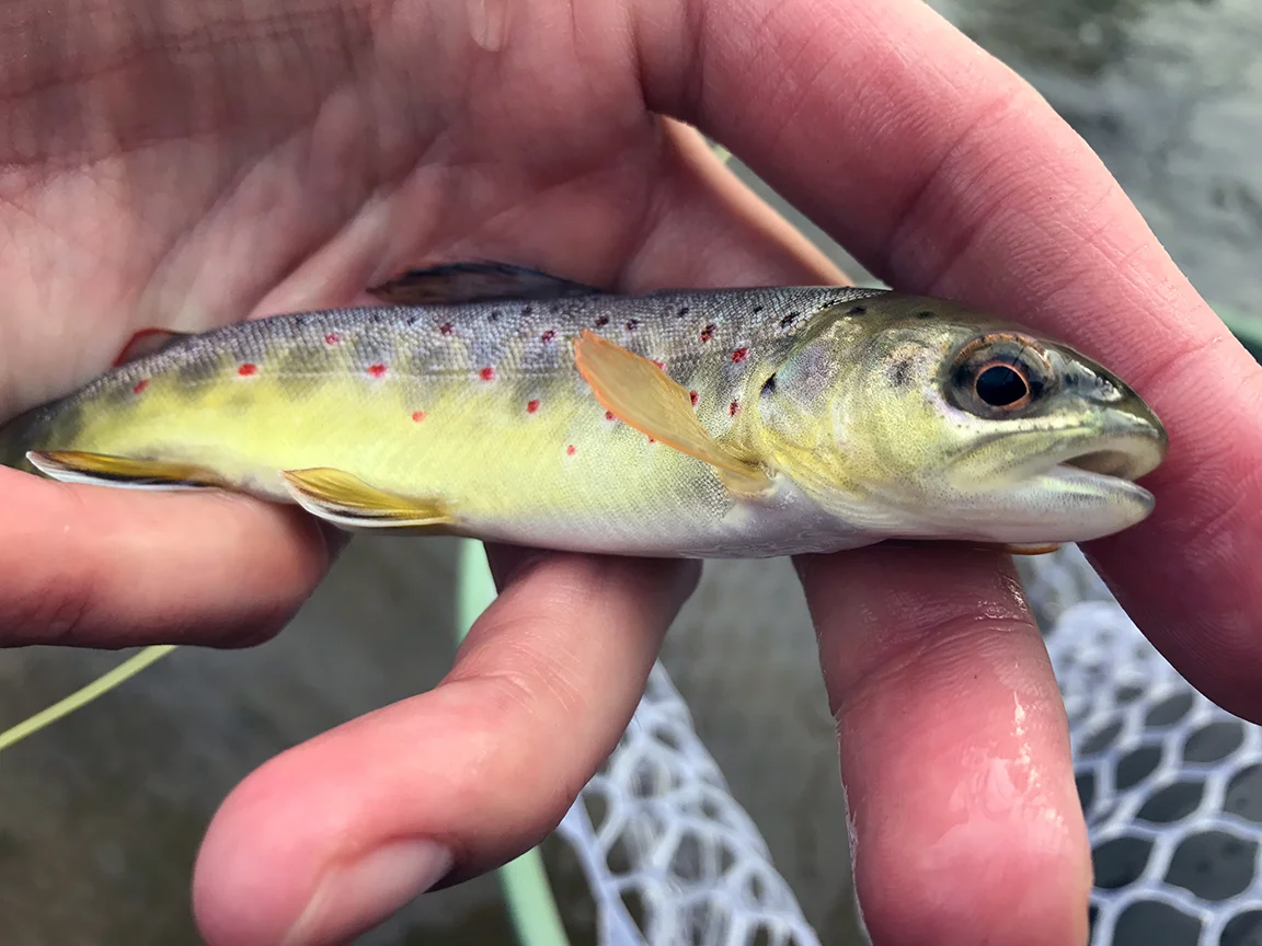 The markings on stream bred brown trout are beautiful.