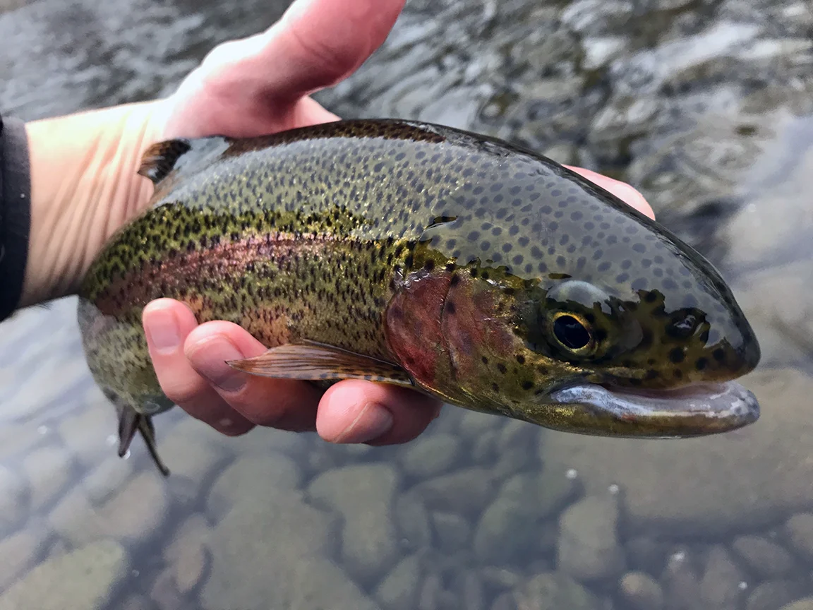 The first rainbow trout I caught on the Brodhead.