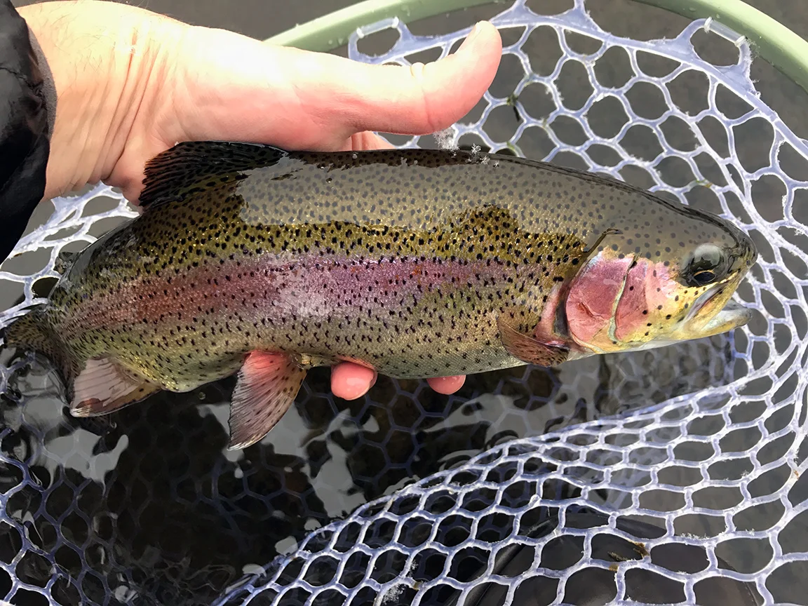 rainbow2.jpg