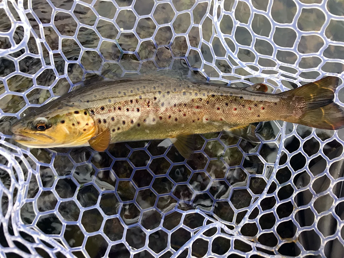browntrout.jpg