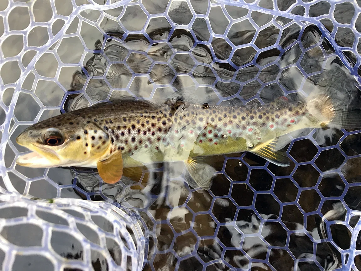 The first wild brown trout I caught on the "Little J" on Sunday afternoon.