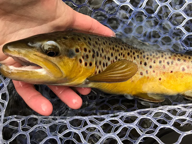 The buttery wild brown trout I caught on a #20 Black Zebra Midge.