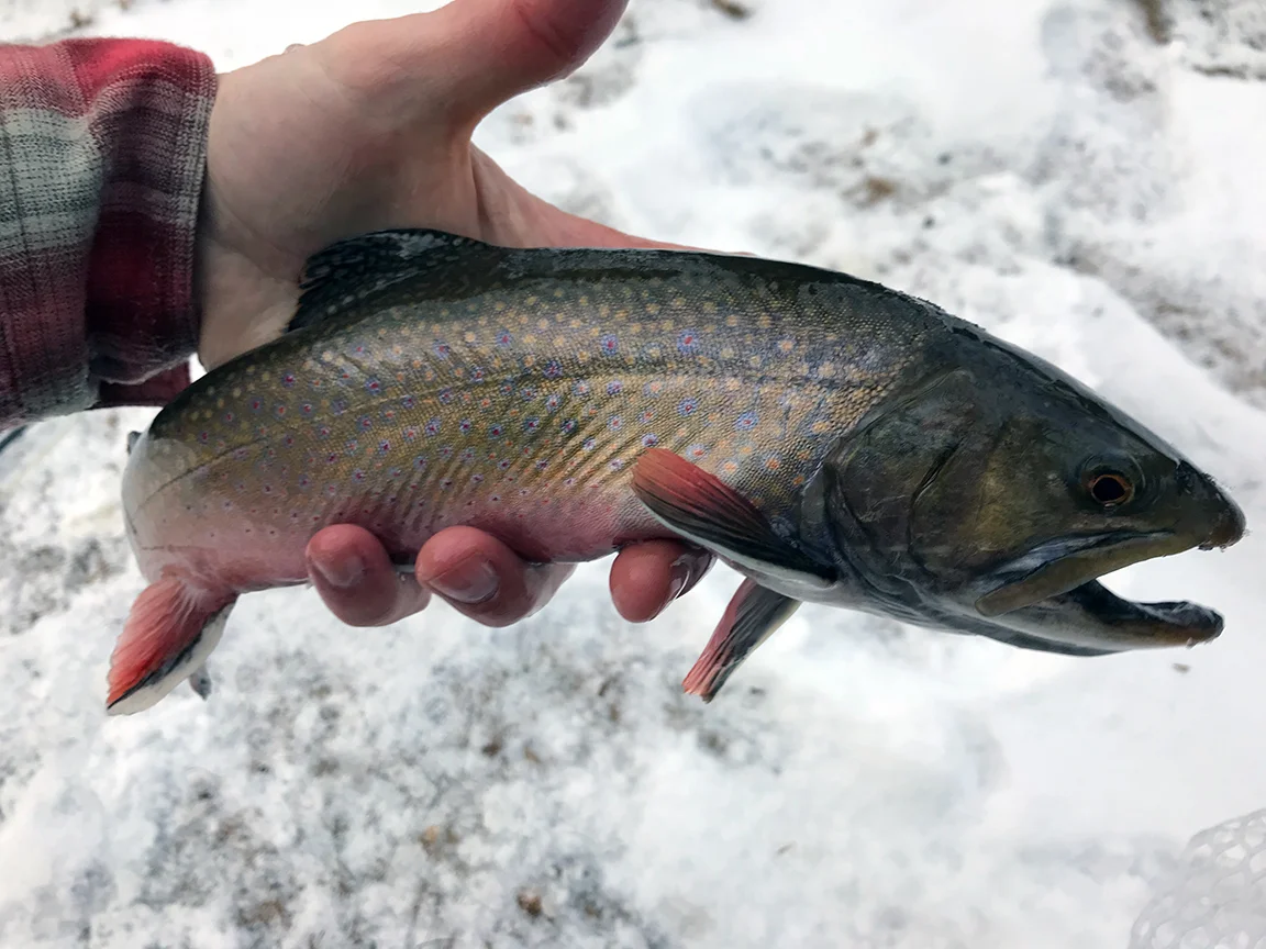 The large brook trout I caught in Illick's Mill Park.