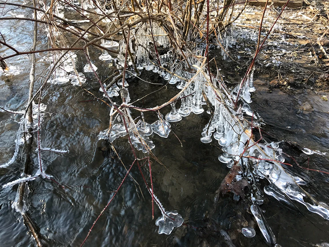 Abstract shapes formed by ice on branches on Spring Creek.