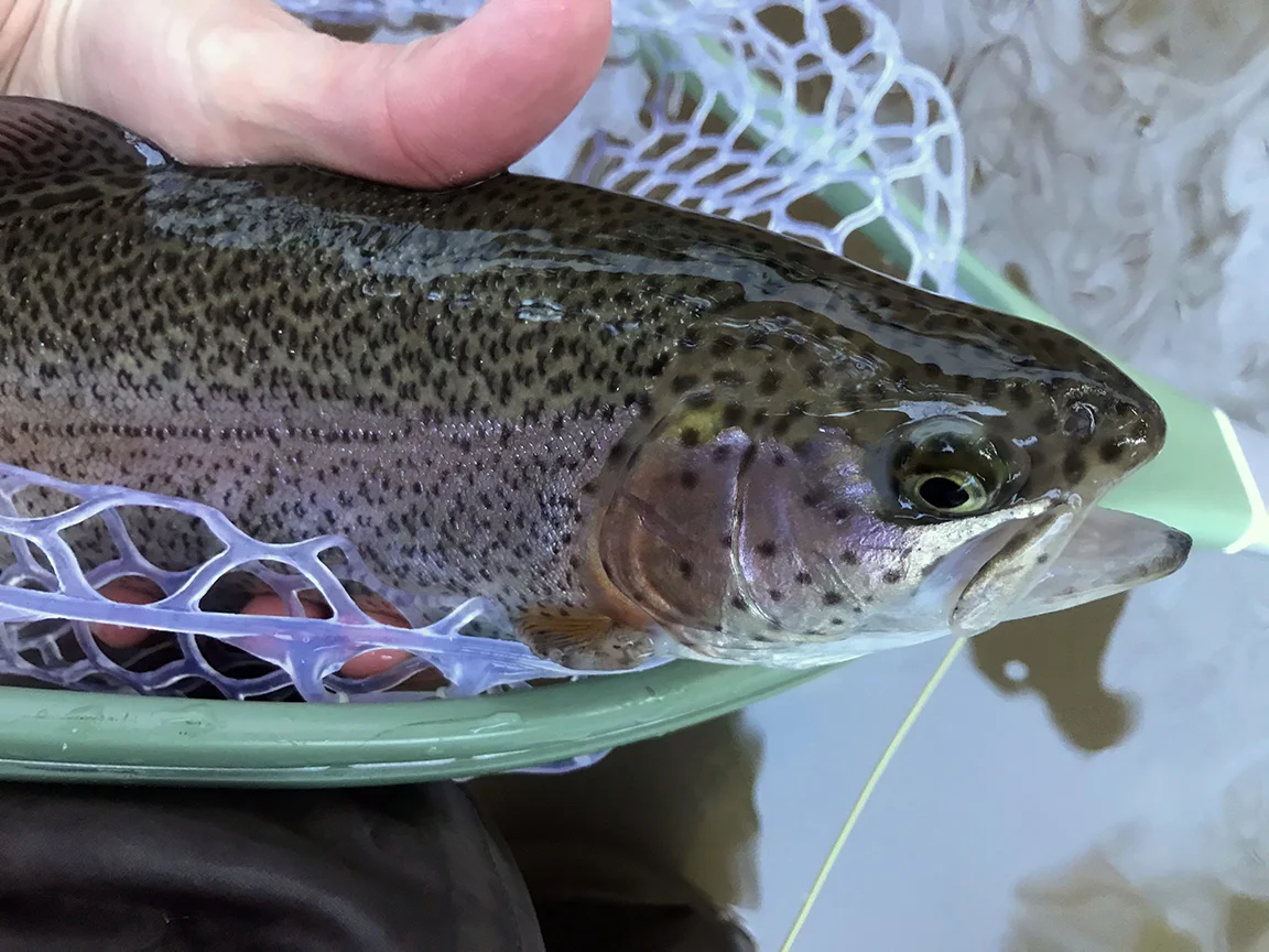 The first rainbow trout I caught on Saturday.